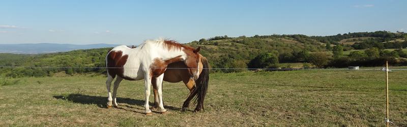 Chevaux